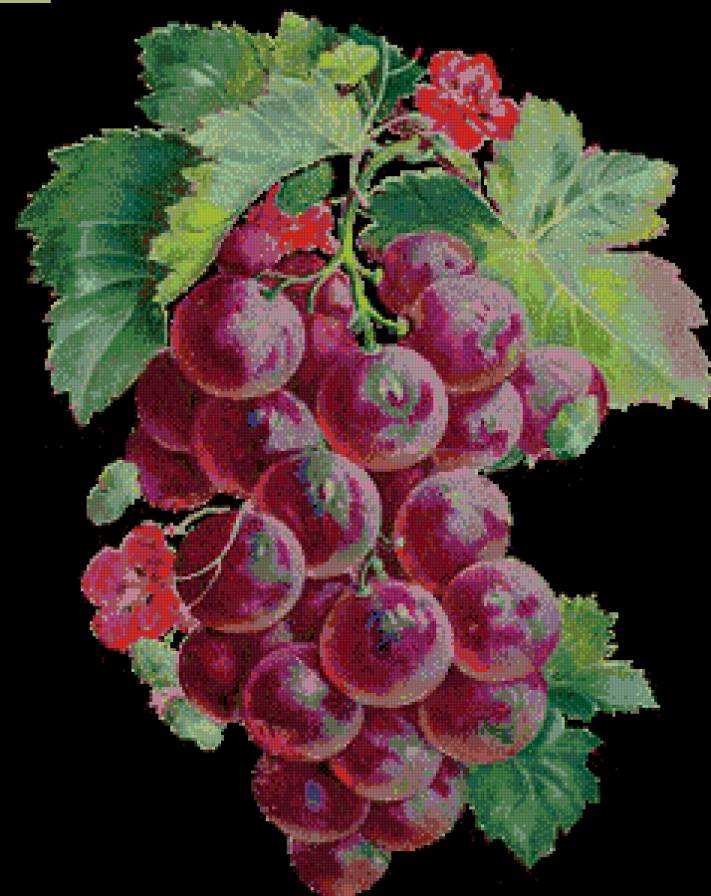 виноград - ягоды - предпросмотр