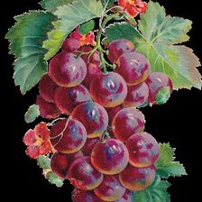 Оригинал схемы вышивки «виноград» (№733221)
