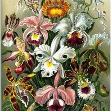 Оригинал схемы вышивки «орхидеи» (№733465)