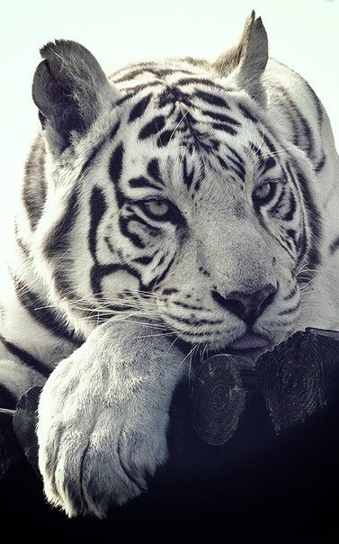 Бенгальский тигра - тигр, животные - оригинал