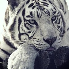 Бенгальский тигра