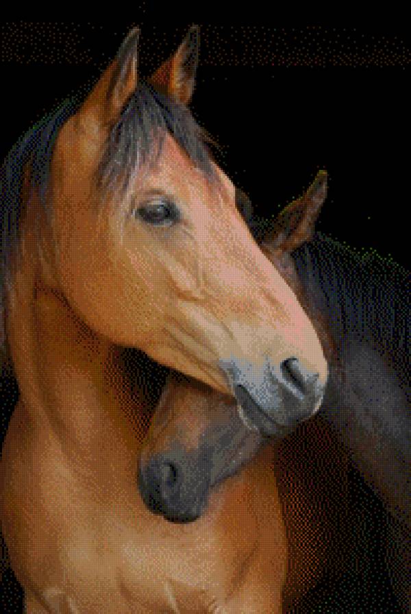 пара лошадей - нежность любви - предпросмотр