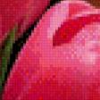 Предпросмотр схемы вышивки «Розовые тюльпаны» (№734868)