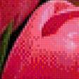 Предпросмотр схемы вышивки «Розовые тюльпаны» (№734871)