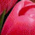 Предпросмотр схемы вышивки «Розовые тюльпаны» (№734873)