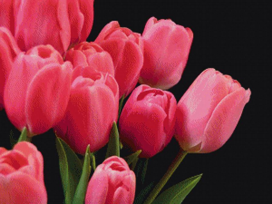 Розовые тюльпаны - предпросмотр