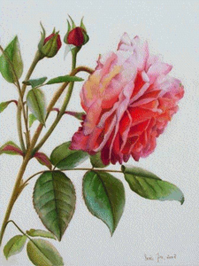 Роза_1 - цветы, розы - предпросмотр