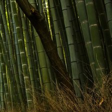 бамбуковая перспектива (справа)
