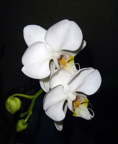 Орхидея - белое на черном, цветы - оригинал