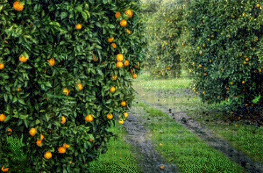 Апельсиновый сад - предпросмотр