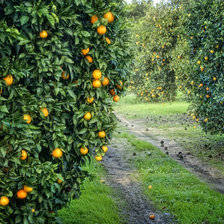 Оригинал схемы вышивки «Апельсиновый сад» (№736547)