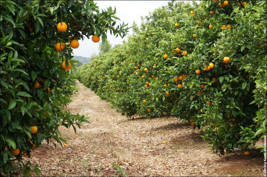 Апельсиновый сад 2 - оригинал
