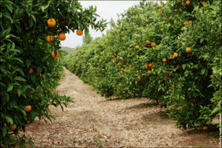 Апельсиновый сад 2 - предпросмотр
