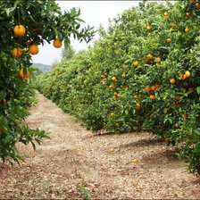 Апельсиновый сад 2