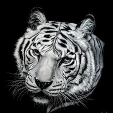 Оригинал схемы вышивки «Тигр» (№736784)