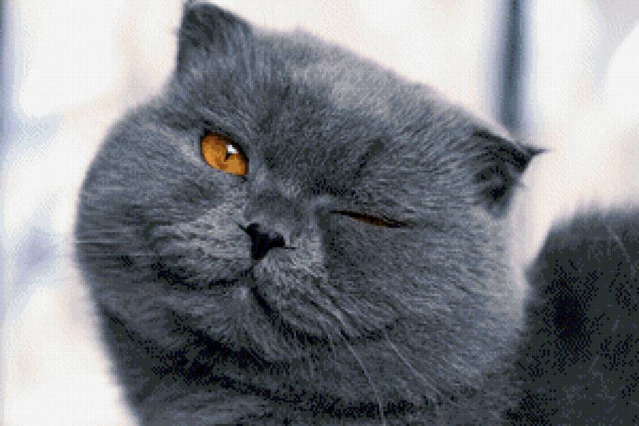 Британец - кот, серый, коты, животные - предпросмотр