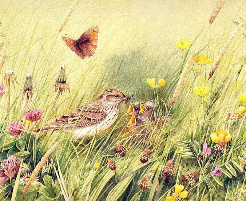 Лето_1 - птицы, поле, цветы, лето - оригинал