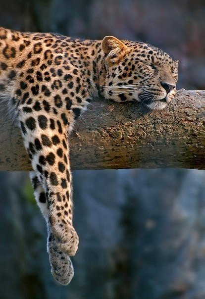 леопард - животные, леопард, отдых, в лесу - оригинал