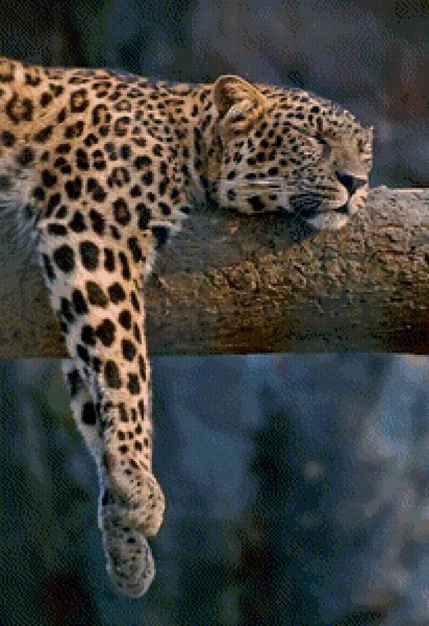 леопард - в лесу, отдых, животные, леопард - предпросмотр