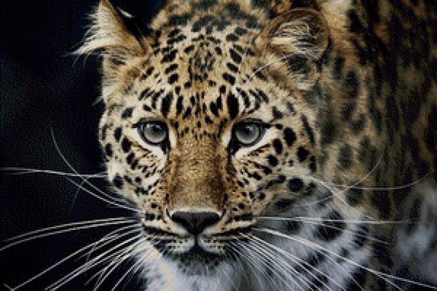 леопард - леопард, животные, в лесу - предпросмотр