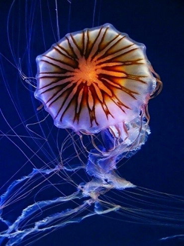 медуза - кораллы, подводный мир, медуза, рыбки - оригинал