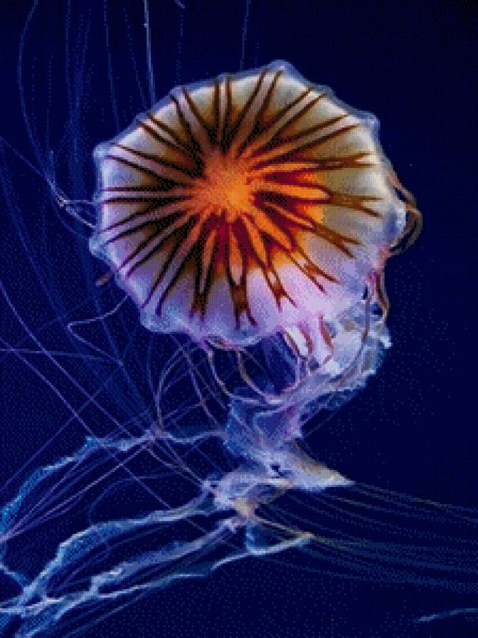 медуза - кораллы, медуза, подводный мир, рыбки - предпросмотр