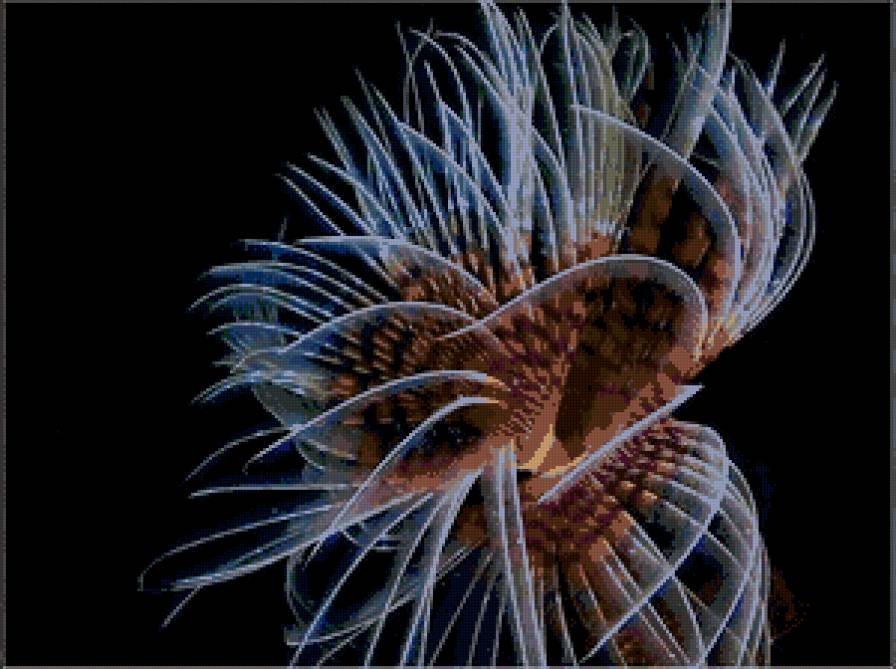 медуза 2 - кораллы, медуза, подводный мир, рыбки - предпросмотр