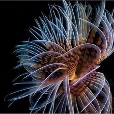 медуза 2