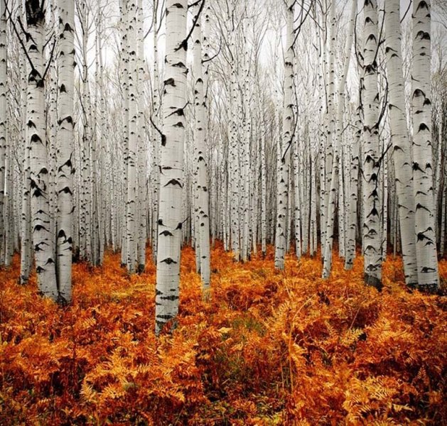 березовый лес - природа, осень, лес, березы - оригинал