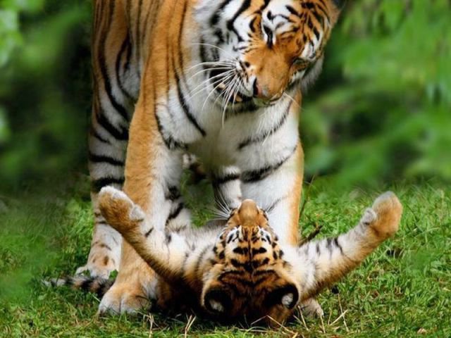 Тигры - мать и дитя - оригинал