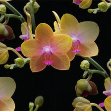 Оригинал схемы вышивки «орхидеи» (№740029)