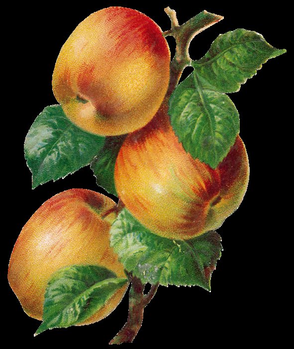 №740650 - фрукты, яблоки - оригинал