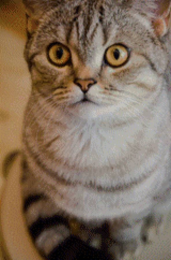 Шотландская кошка - кошка шотландка кот - предпросмотр