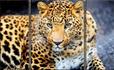 триптих "леопард" - животные, леопард - оригинал