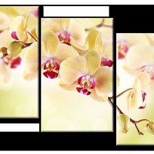Оригинал схемы вышивки «триптих "орхидеи"» (№741632)