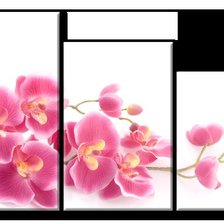 Оригинал схемы вышивки «триптих "орхидеи"» (№741633)