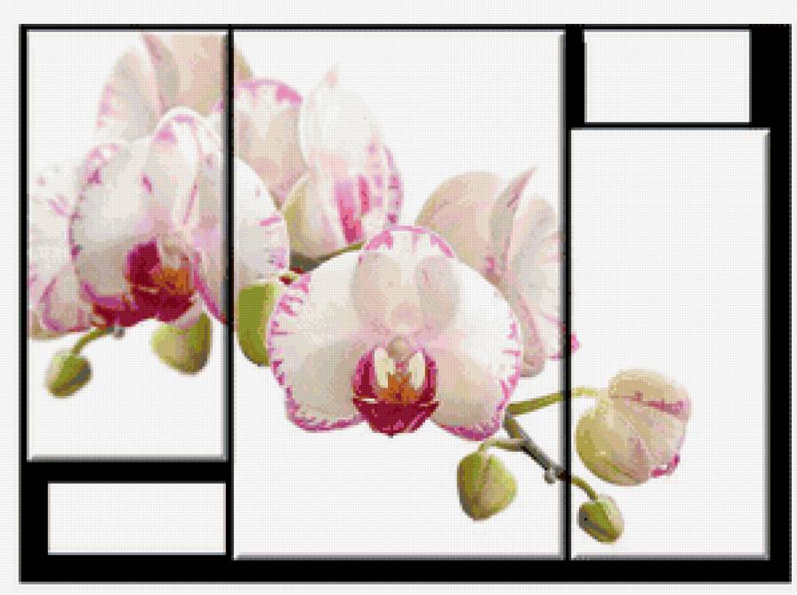 триптих "орхидеи" - орхидеи, цветы - предпросмотр