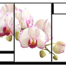 Оригинал схемы вышивки «триптих "орхидеи"» (№741636)