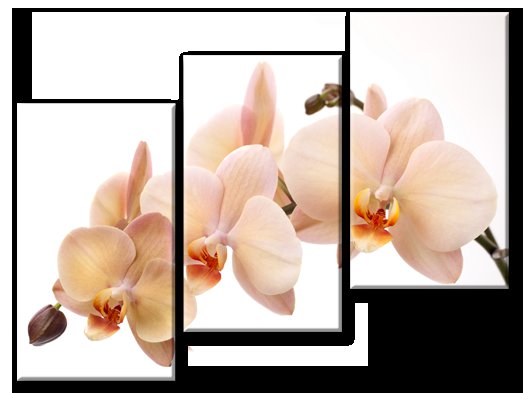 триптих "орхидеи" - цветы, орхидеи - оригинал