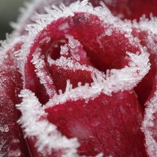 Схема вышивки «роза мороз»