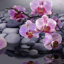 Схема вышивки «Орхидеи на камнях»