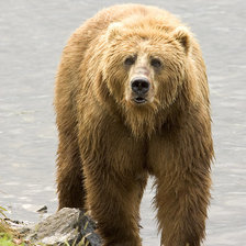 Медведь у реки