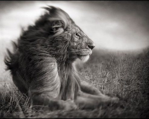царь зверей - лев, монохром - оригинал