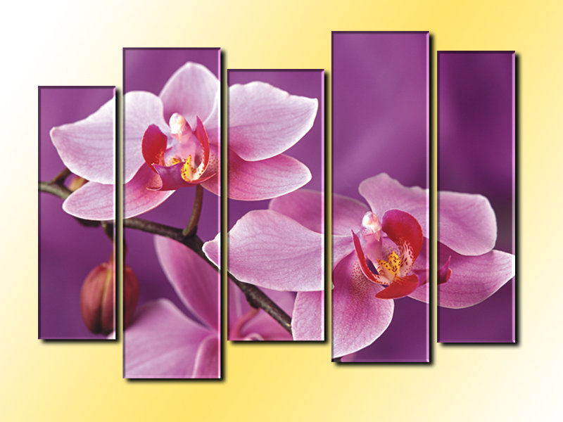 Триптих Орхидеи - орхидеи, триптих, цветы - оригинал
