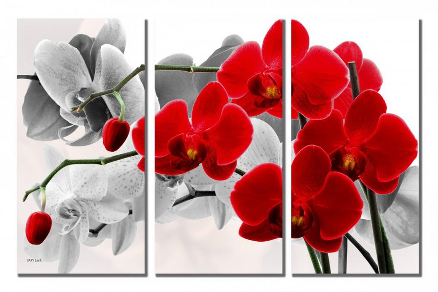 Триптих Орхидеи - орхидеи, цветы, триптих - оригинал