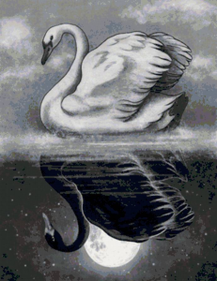 лебеди - белый лебедь, две стороны, зеркало, противоположност, черный лебедь - предпросмотр