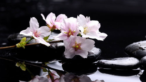 Цветущая яблунева ветка - цветы, ветки, камни - оригинал