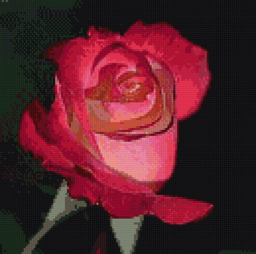 Роза - роза, вышивка крестиковышивка цветы - предпросмотр