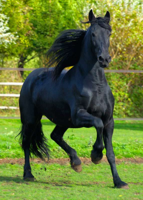 черная лошадь - оригинал