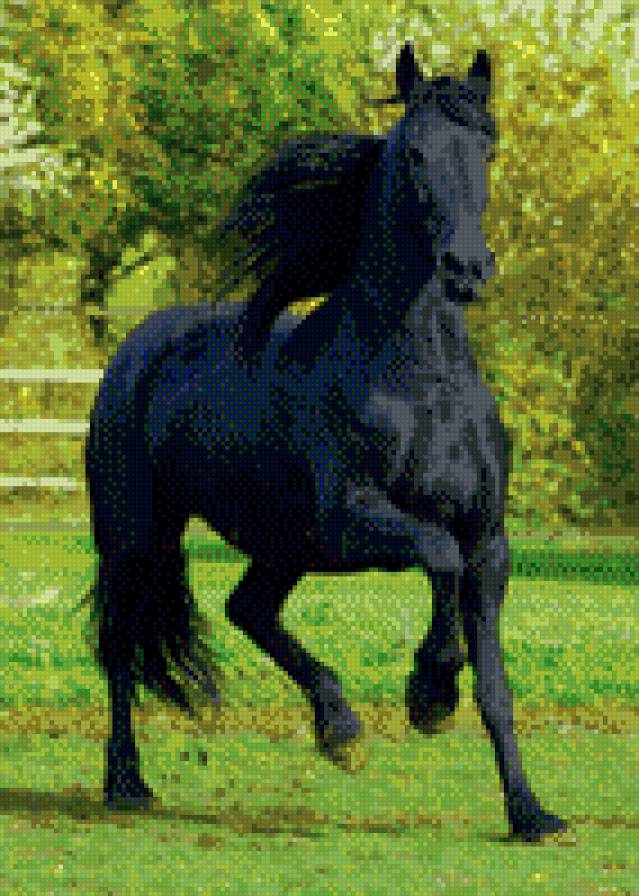 черная лошадь - предпросмотр